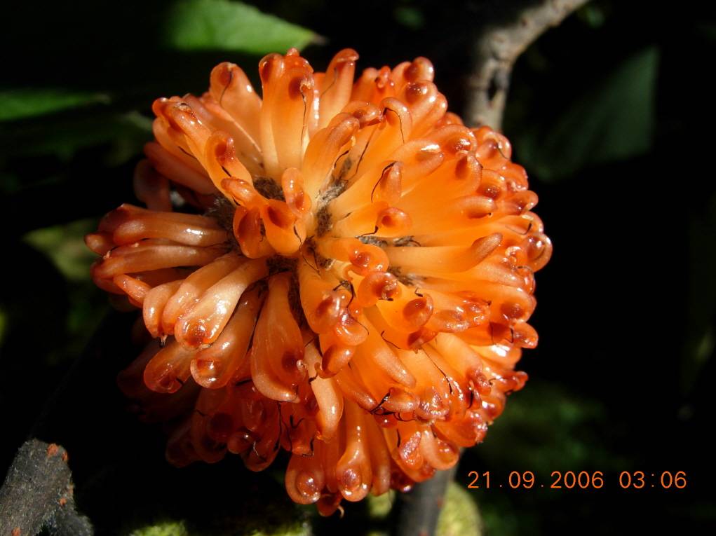 Broussonetia papyrifera image