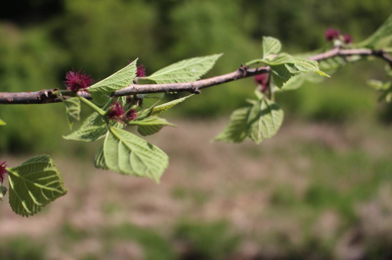 Broussonetia papyrifera image