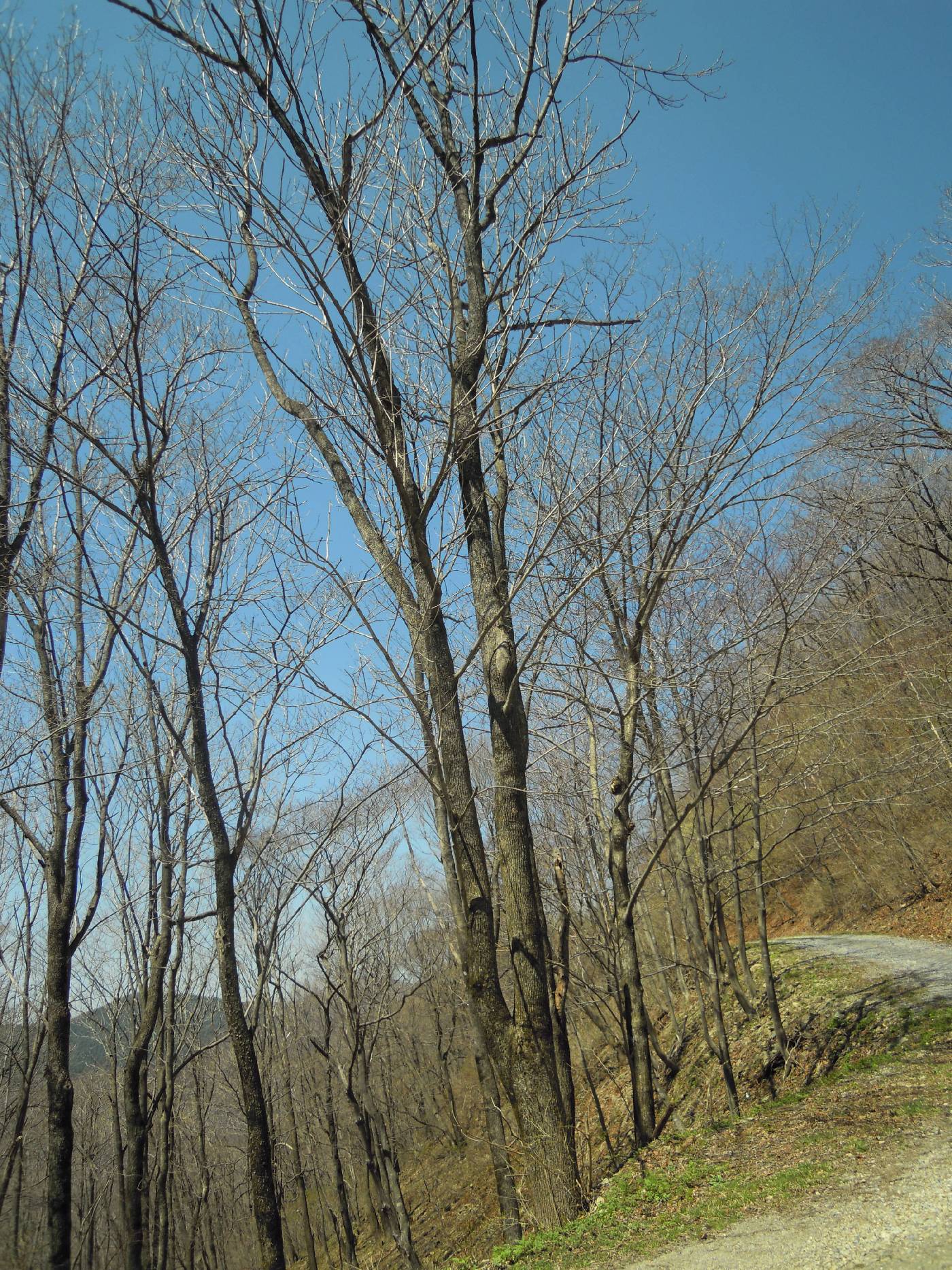 Fraxinus mandshurica image