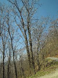 Fraxinus mandshurica image