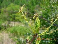 Fraxinus mandshurica image