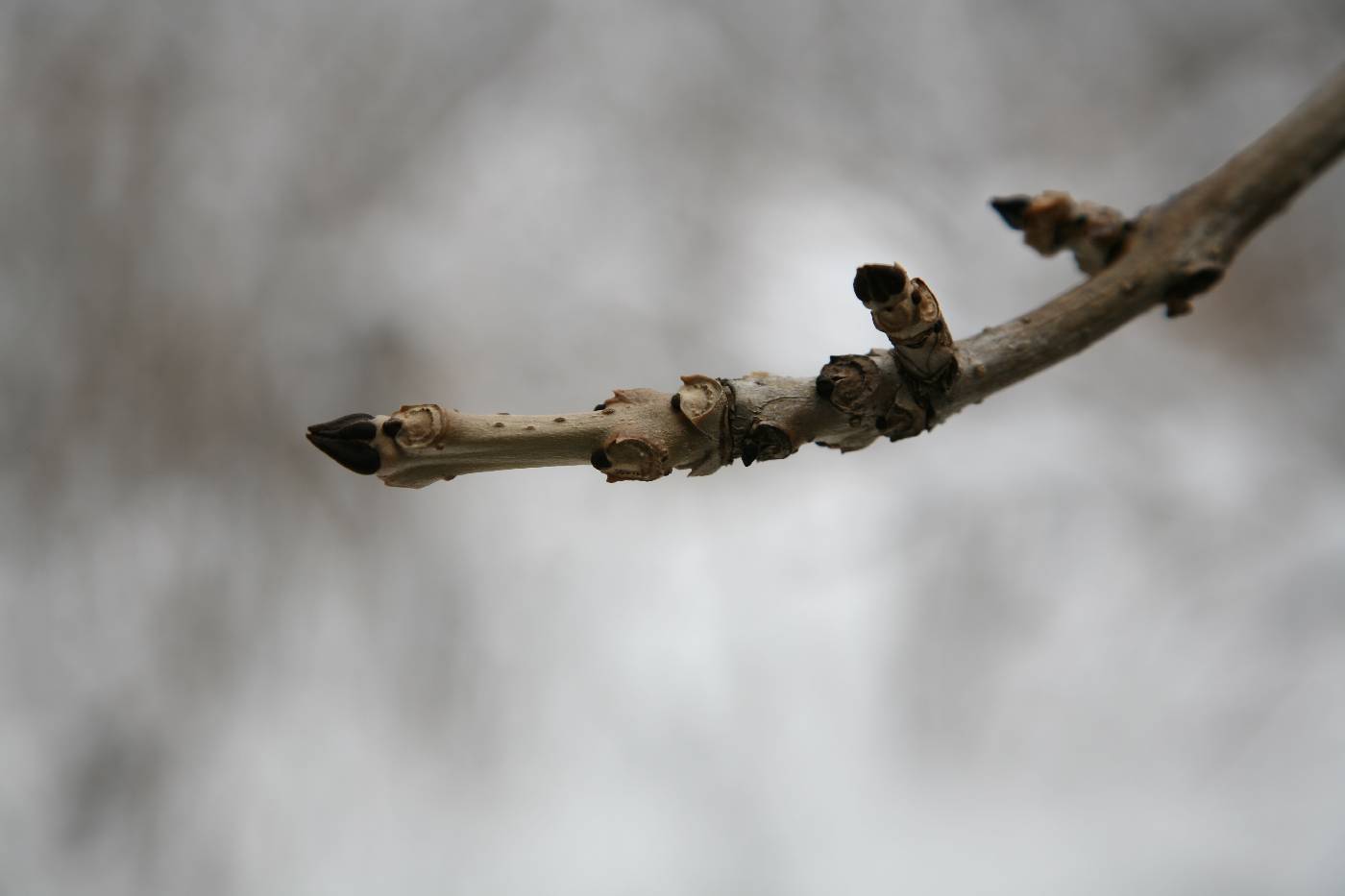 Fraxinus mandshurica image