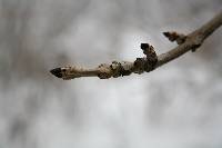 Image of Fraxinus mandshurica