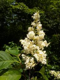 Image of Syringa reticulata