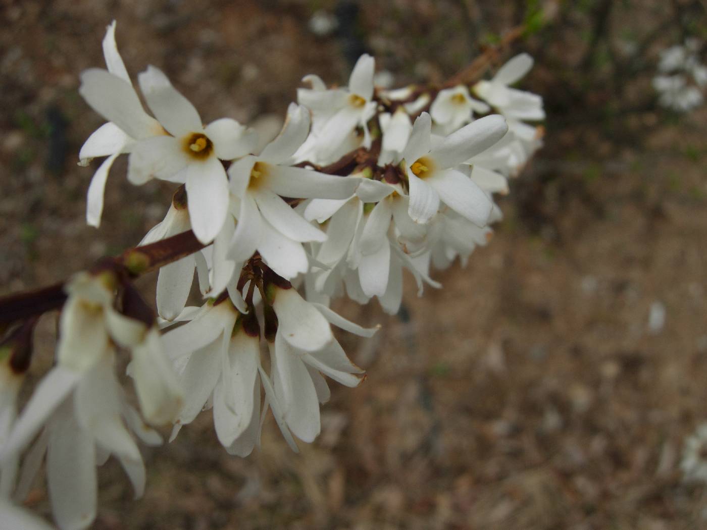 Abeliophyllum distichum image