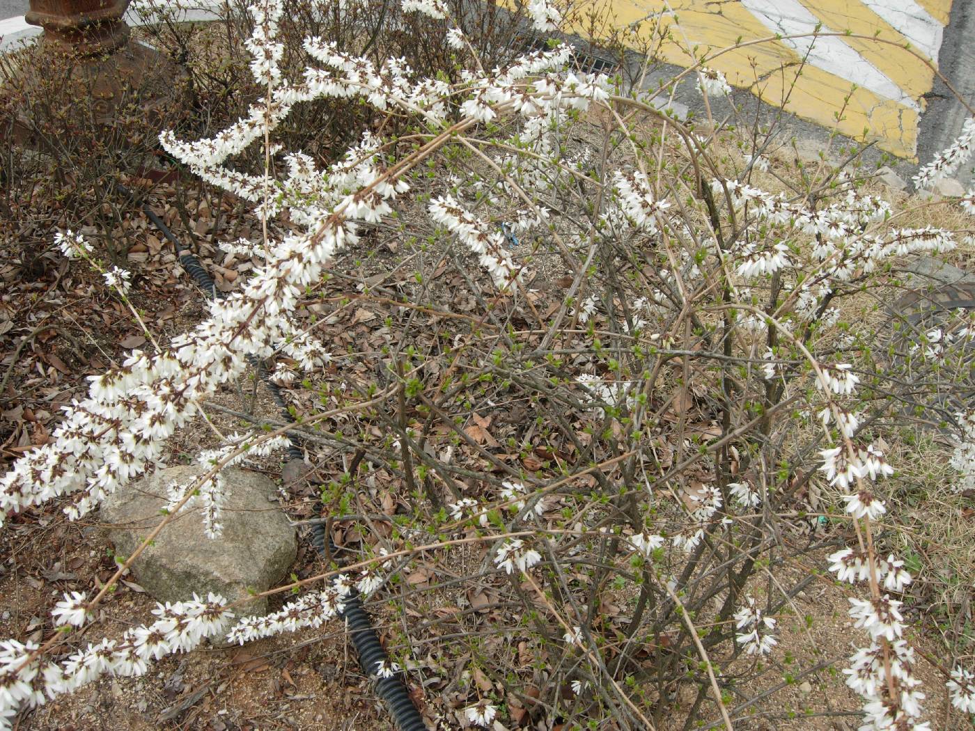 Abeliophyllum distichum image