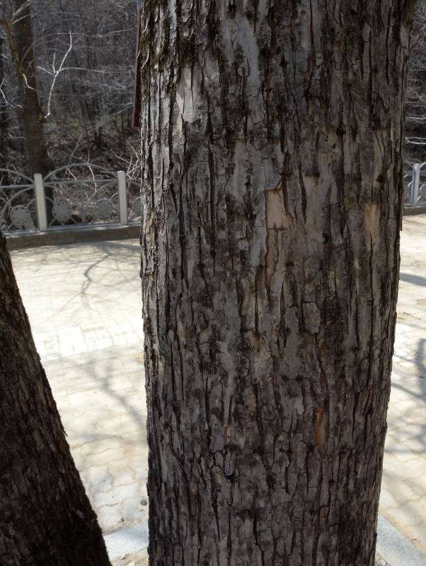 Fraxinus mandshurica image