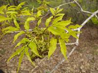 Fraxinus chinensis var. rhynchophylla image