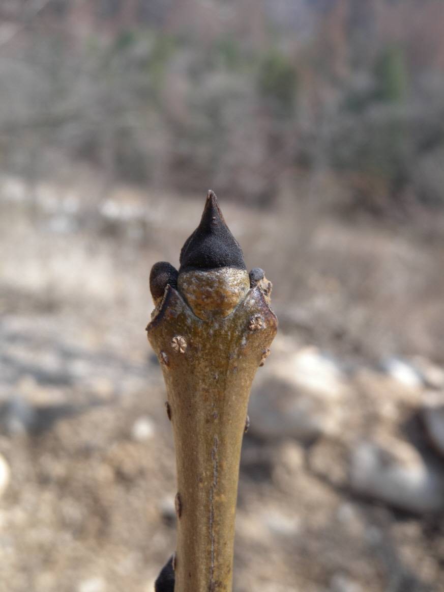 Fraxinus mandshurica image