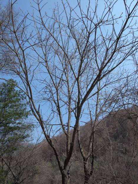 Fraxinus mandshurica image