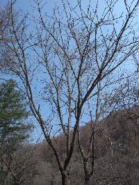 Fraxinus mandshurica image