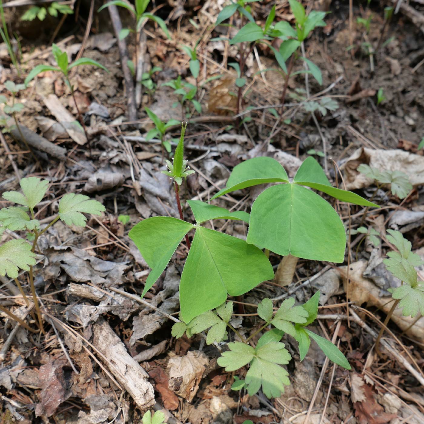 Oxalis obtriangulata image