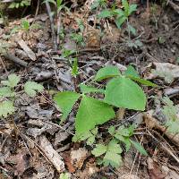 Image of Oxalis obtriangulata