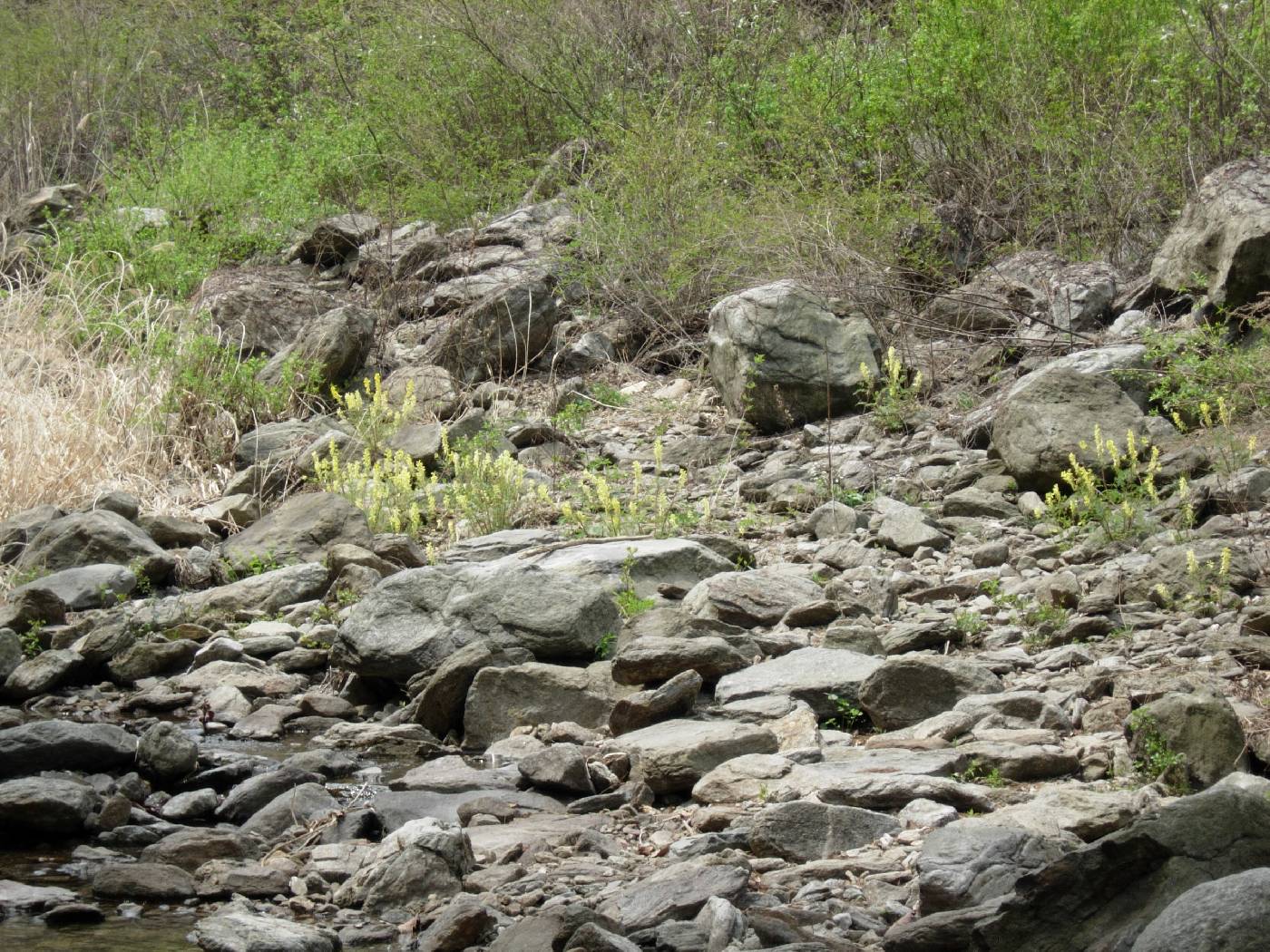 Corydalis speciosa image