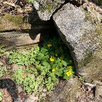 Hylomecon vernalis image