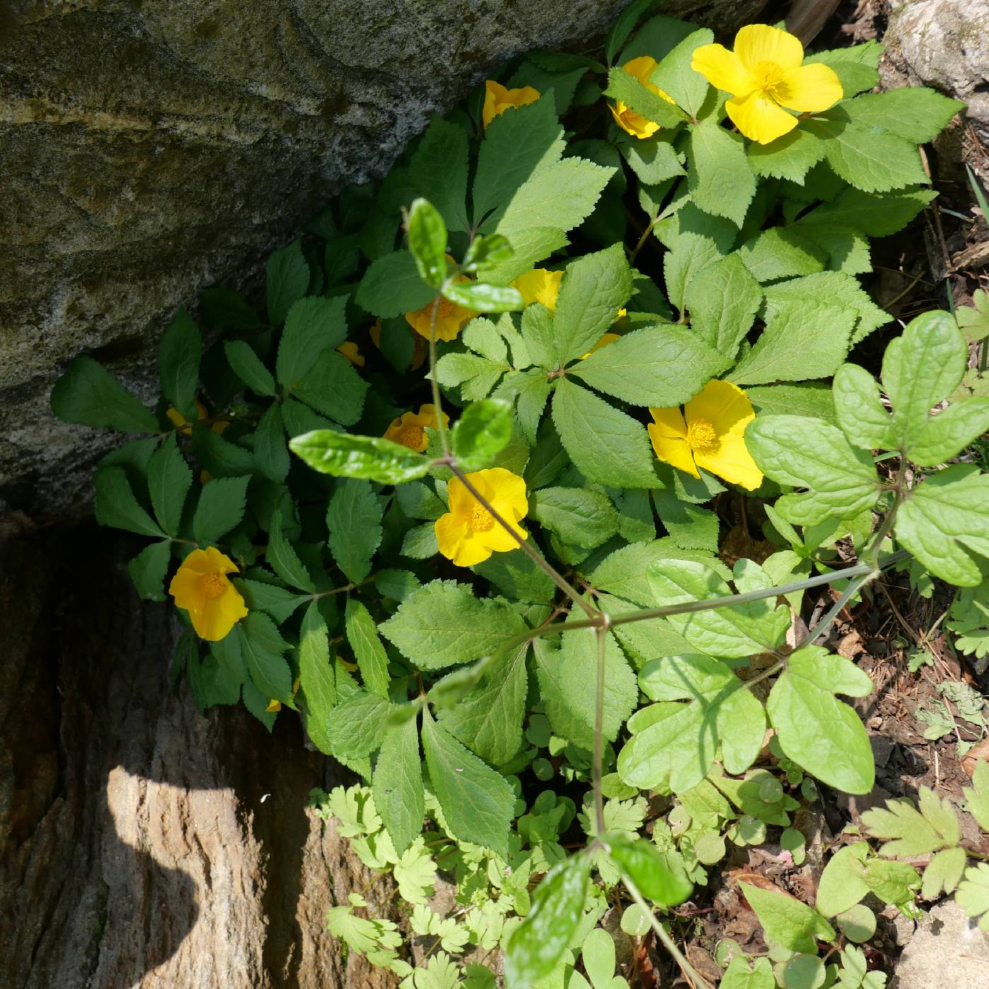 Hylomecon vernalis image