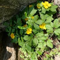 Hylomecon vernalis image