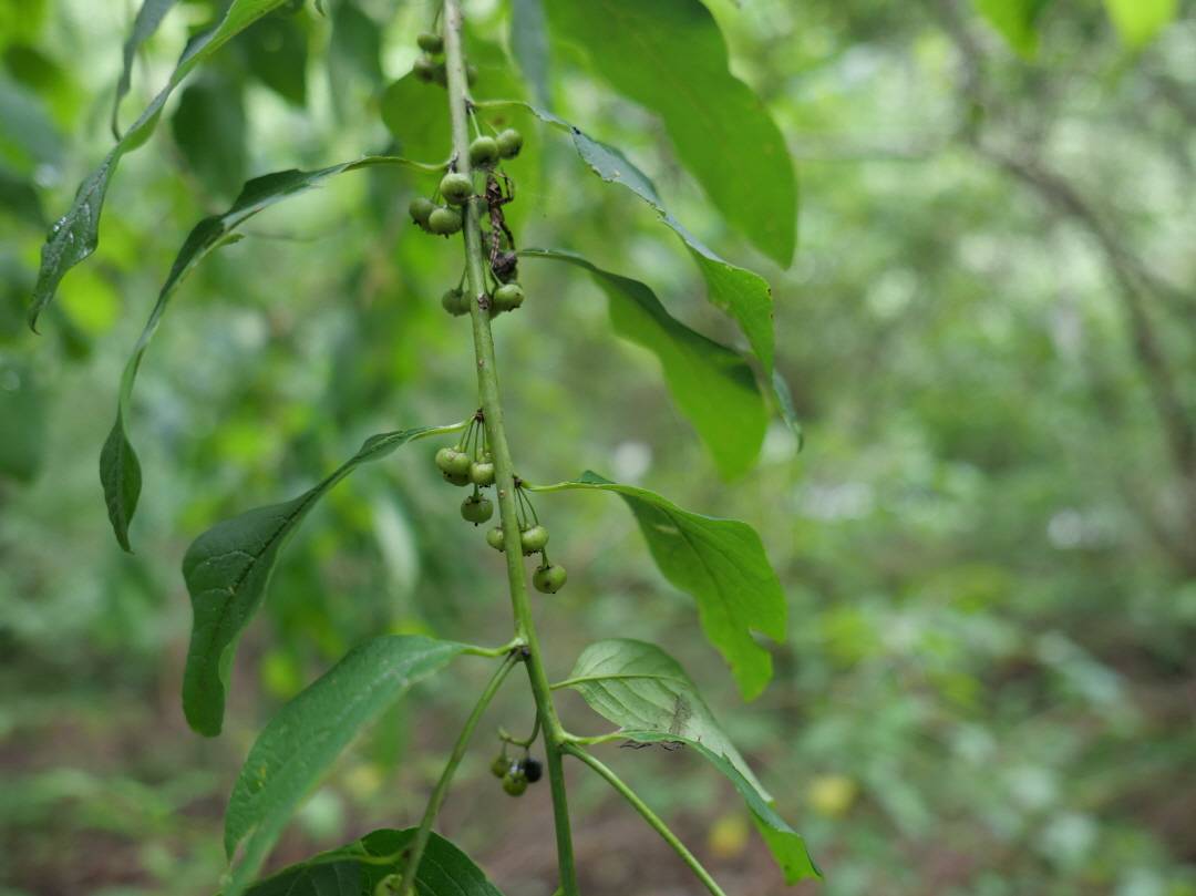 Flueggea suffruticosa image