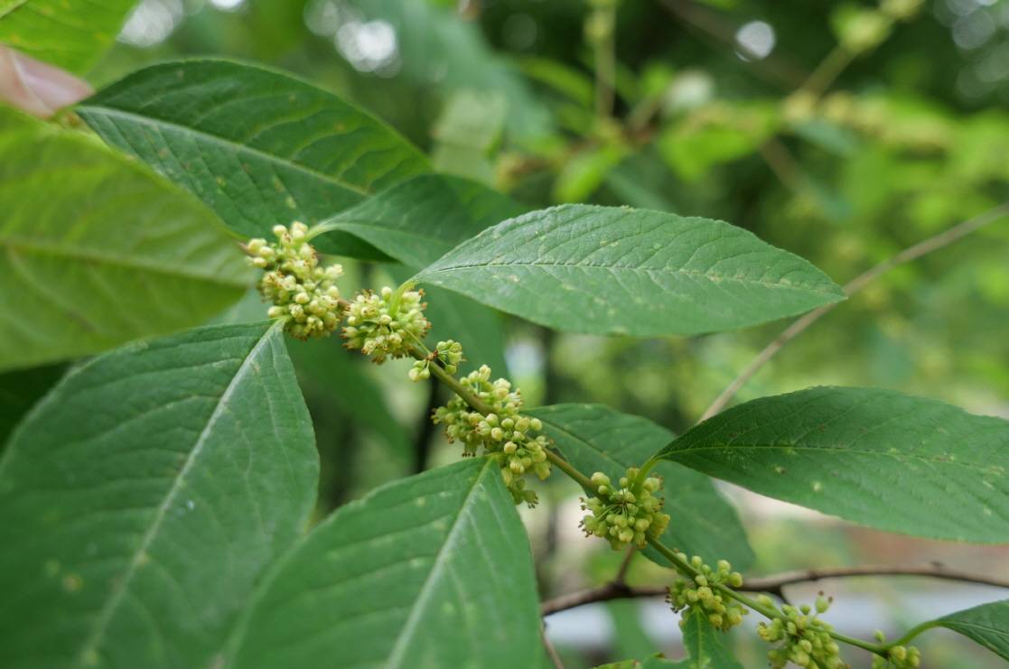 Flueggea suffruticosa image