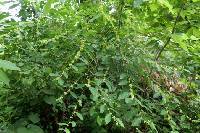 Flueggea suffruticosa image