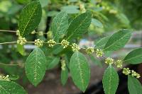 Flueggea suffruticosa image