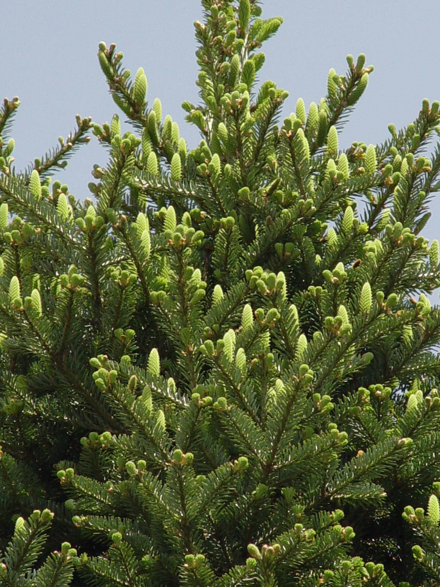 Abies holophylla image