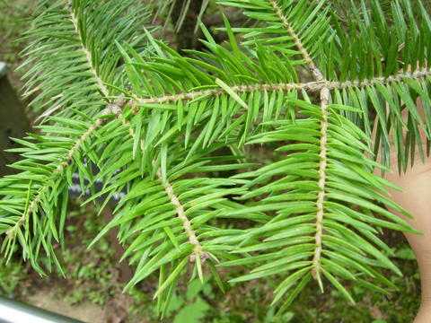 Abies holophylla image