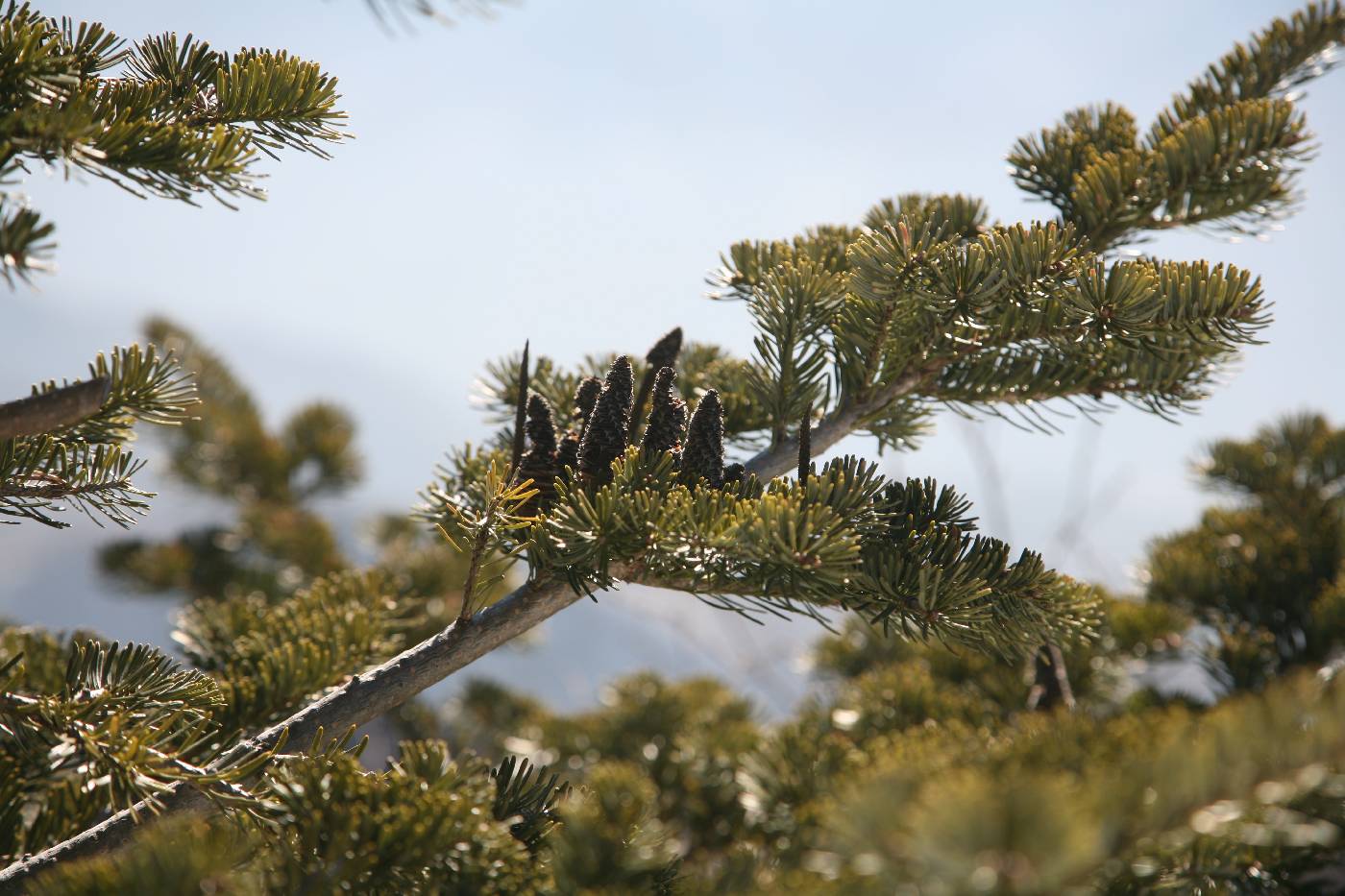 Abies nephrolepis image