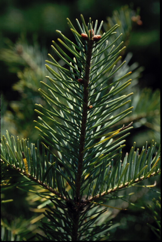 Abies nephrolepis image
