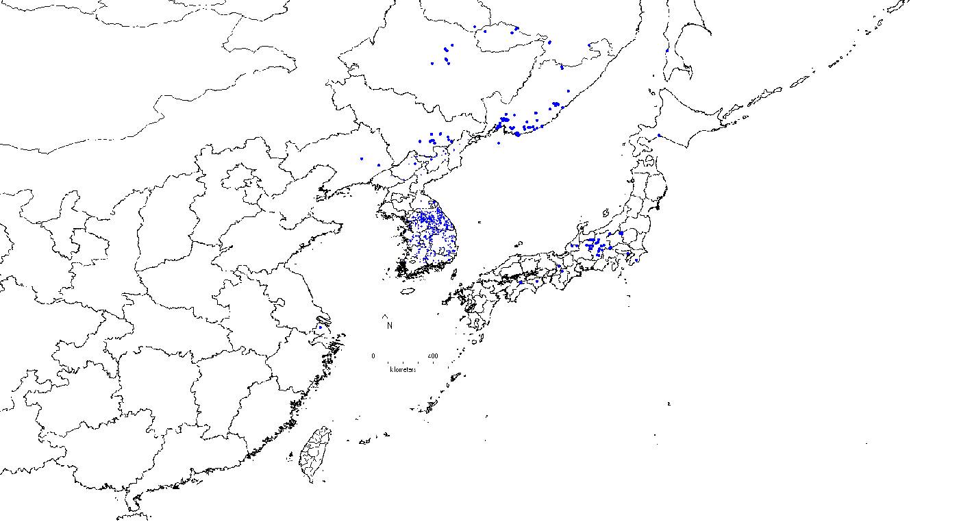 Pinus koraiensis image