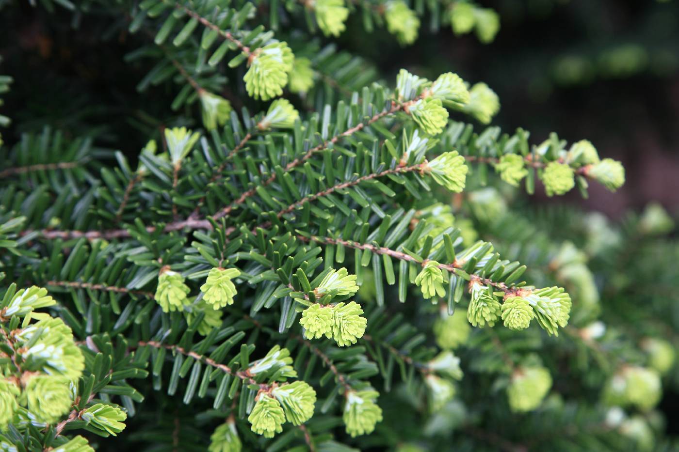 Tsuga sieboldii image