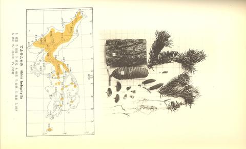 Abies holophylla image