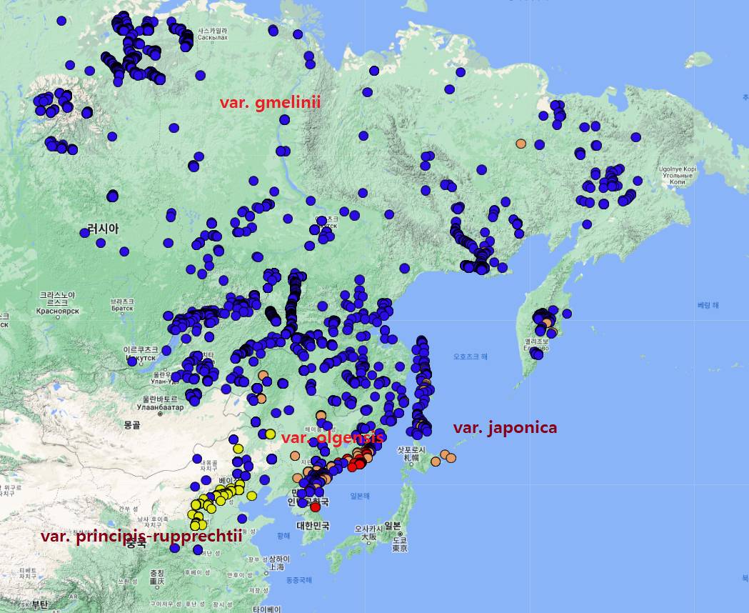 Larix gmelinii image