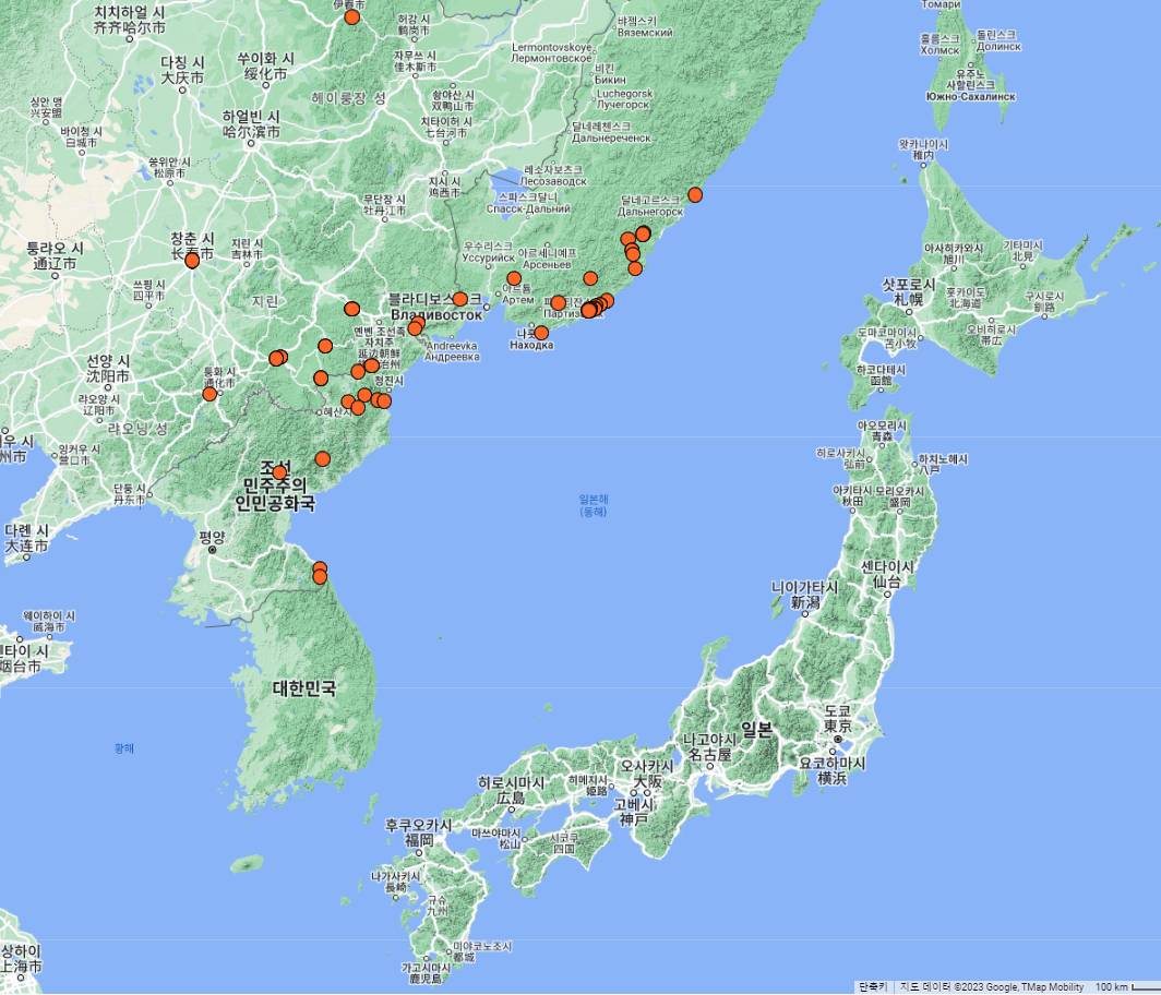 Larix gmelinii var. olgensis image