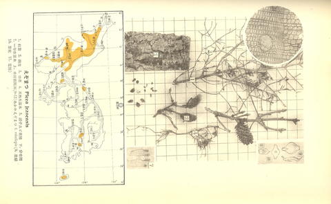 Picea jezoensis image