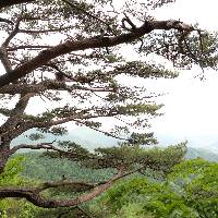 Pinus densiflora image