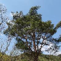 Pinus densiflora image