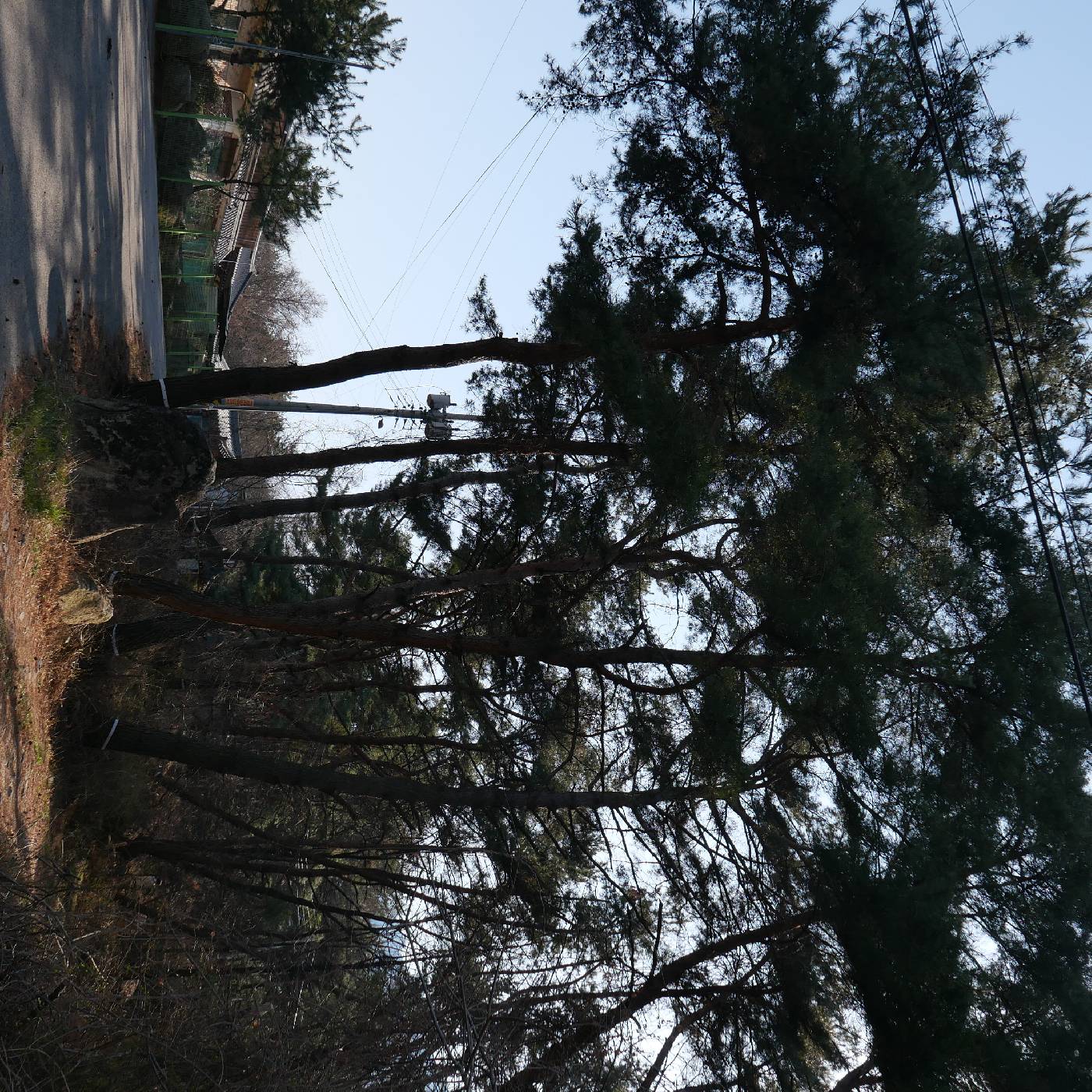 Pinus densiflora image