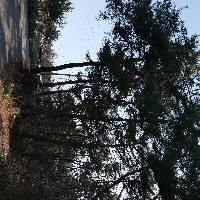 Pinus densiflora image