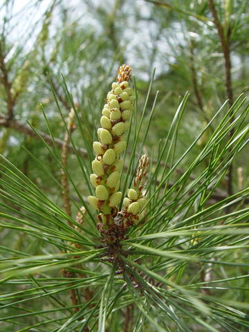 Pinus image
