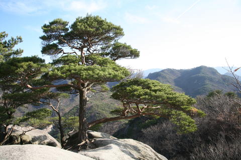 Pinus densiflora image