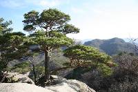 Pinus densiflora image