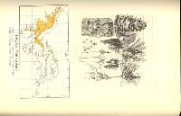 Pinus koraiensis image