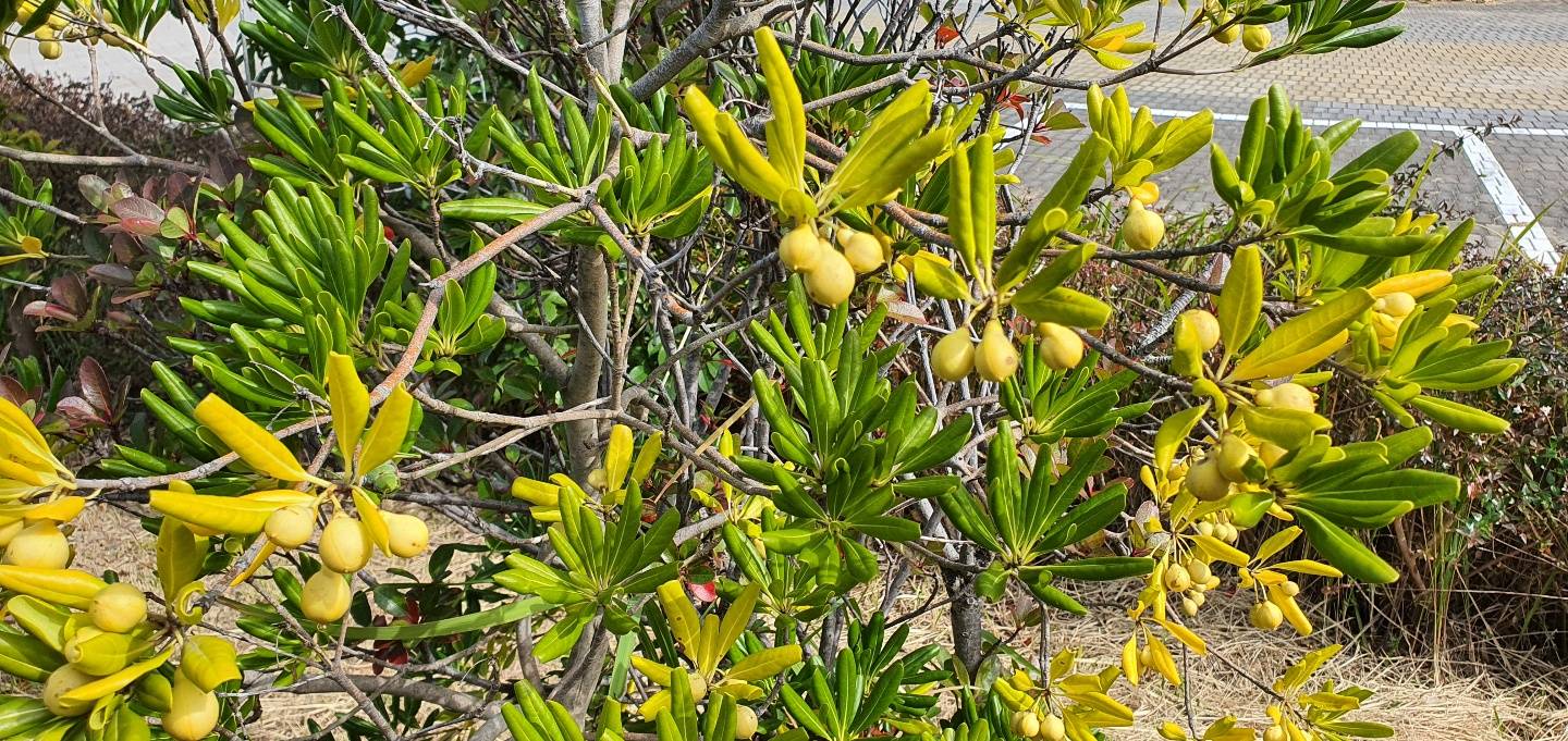 Pittosporum tobira image