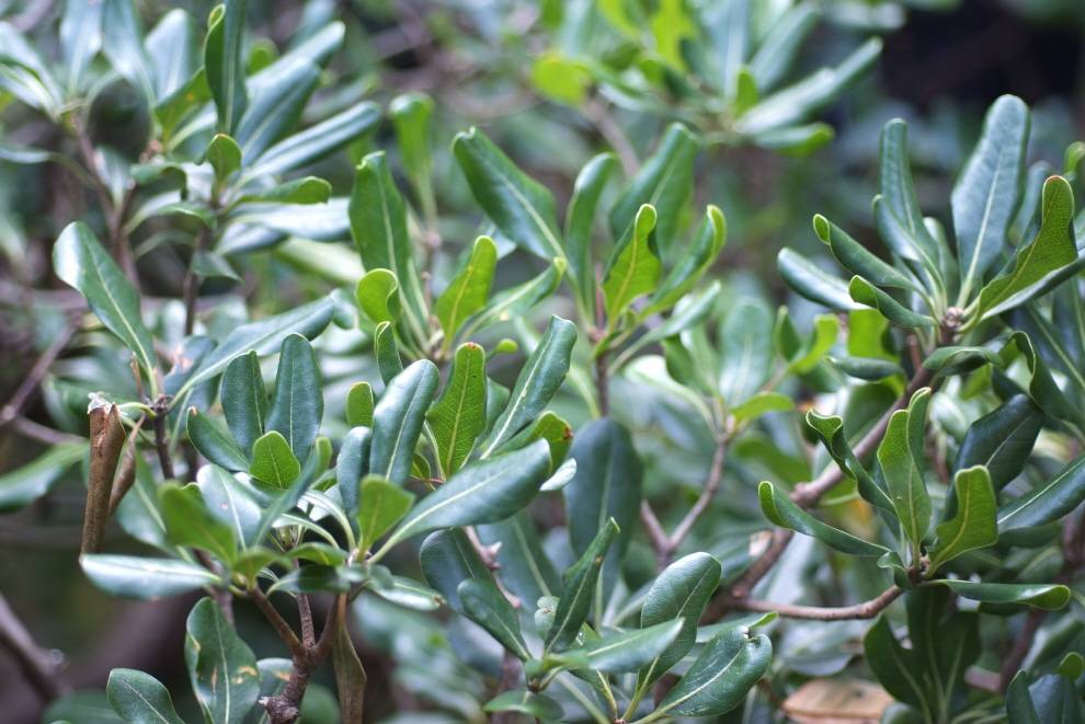 Pittosporum tobira image