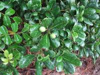 Image of Pittosporum tobira