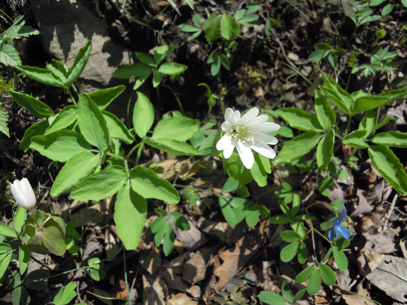 Anemone raddeana image