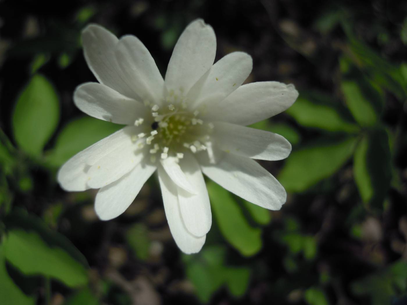Anemone image