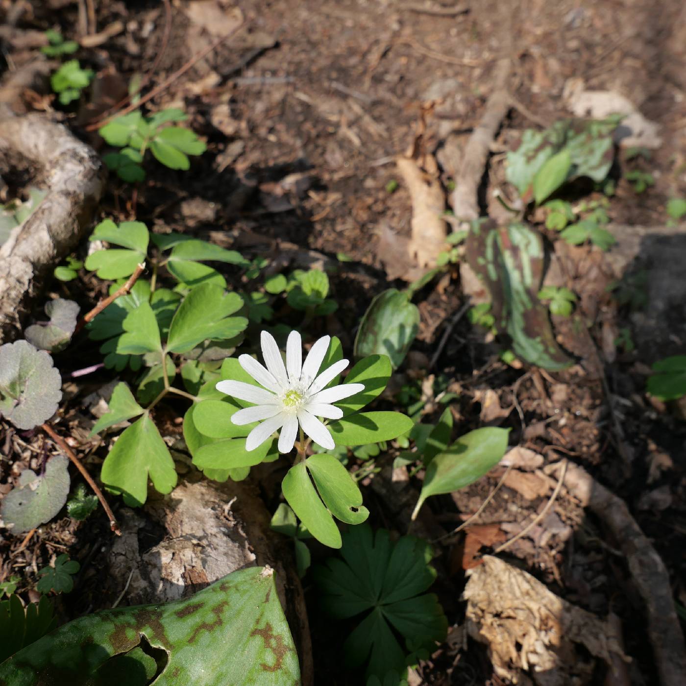Anemone raddeana image
