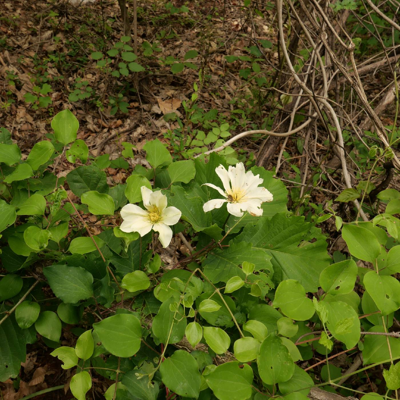 Clematis patens image